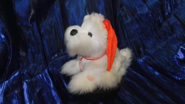 Canine Crooners. A massive white terrier with an orange cap. In static. CC. Массивный белый терьер. смотреть онлайн