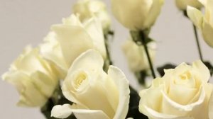 Голландские розы — сорта, как выращивают