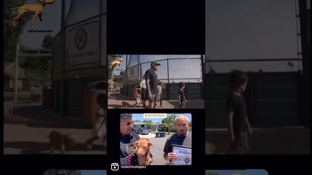 Red Nose Pitbull Puppies 🧬🧬🧬🧬 #rednosepitbull #realpitbull #chitovera смотреть онлайн