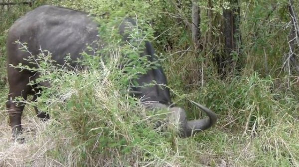 African Buffalo facts: the CAPE BUFFALO facts | Animal Fact Files