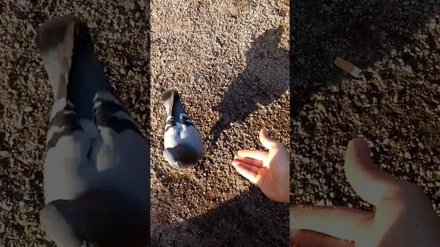 Pigeons feeding Esplanada park Helsinki смотреть онлайн