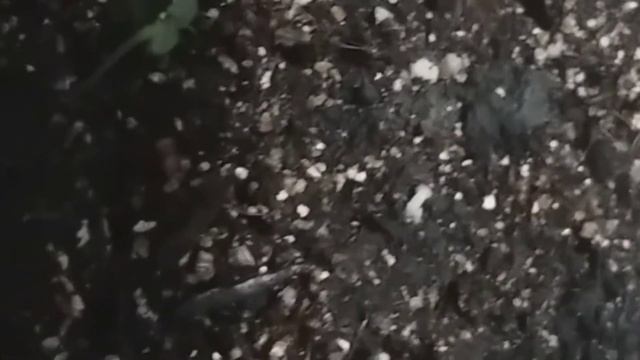 Всходы примулы! Не пропустите! смотреть онлайн