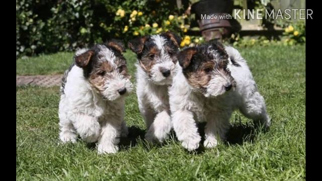|°Мини википедия про Жёсткошорстного фокстерьера °| смотреть онлайн