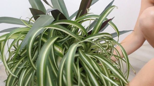 Рео (Традесканция разноцветная) и  хлорофитум хохлатый.Tradescantia Spathacea, Chlorophytum Comosum