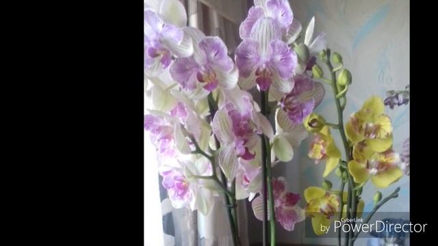 Фаленопсисы-бабочки и другие пелорики?моя коллекция смотреть онлайн