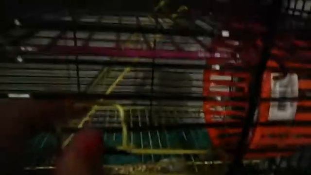 Как сделать туннель для хомяка из втулки смотреть онлайн