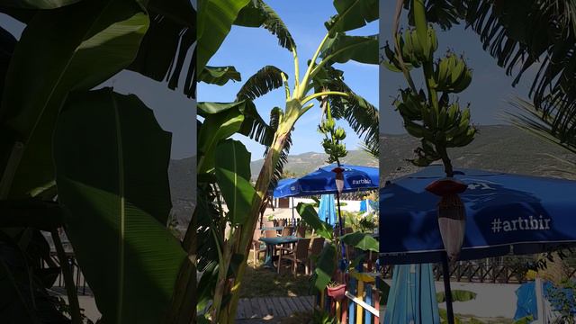 Цветок банана | А как растёт банан? | Banana flower | And how does a banana grow? #turkey #alanya смотреть онлайн