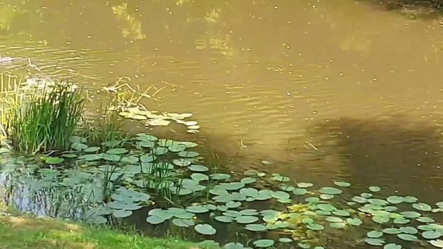 Жизнь после инсульта.Пробую ходить на полусогнутых коленях.На набережной посёлка много уток. смотреть онлайн