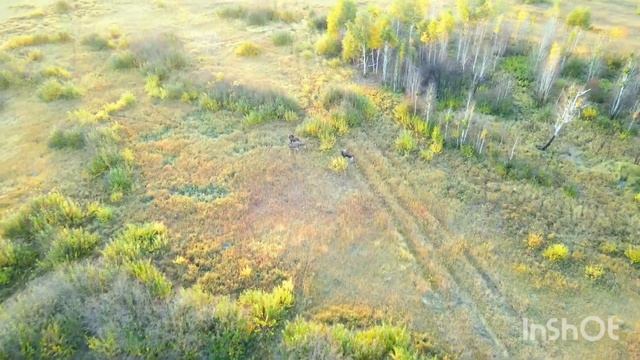 Лось во время гона. Наткнулся на семью лосей. смотреть онлайн