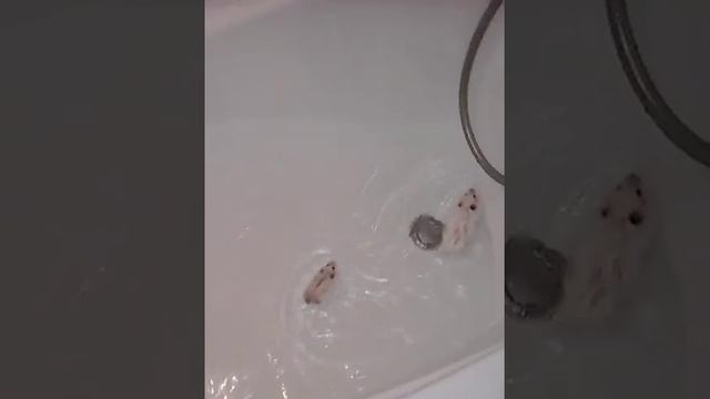 Мы купаем хомяков!!! смотреть онлайн