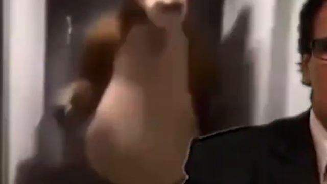 Bear Chasing Person Down Hall Compilation