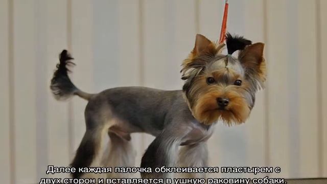 Как поставить уши йорку: в каком возрасте встают смотреть онлайн