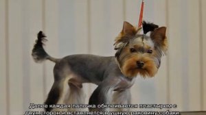 Как поставить уши йорку: в каком возрасте встают