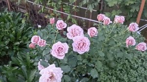 Роза Коко Локо . Rosa Koko Loko . Флорибунда . Часть 1 .