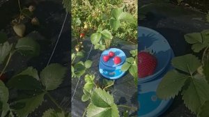 Новинка ! Клубника Верди. Обзор сорта короткого светового дня.