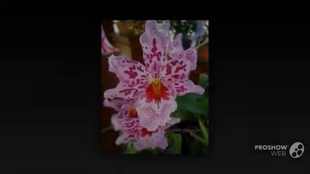 Odontonia - garden plants смотреть онлайн