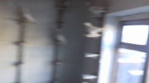 Алматинские бойные голуби.Тасманы, сиренивые.