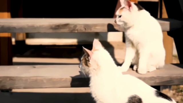 Животные тоже любят ЮньСи (Русский перевод) #LoYunxi #LeoLuo #ЛоЮньСи #罗云熙 #Lo #Yunxi #yunxiluo смотреть онлайн