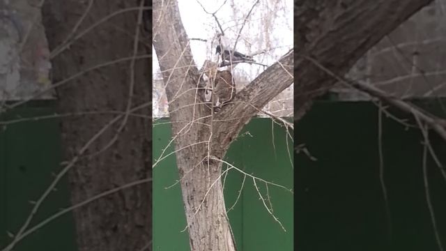 ворона троллит кота смотреть онлайн