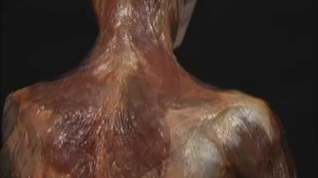 1.1.8 мышцы, которые начинаются на туловище и прикрепляются к лопатке (3.58) смотреть онлайн