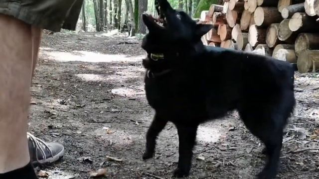 Ариша (Winterra Pinky Ponky Piccolina), Тимирязевский лес, август 2020 смотреть онлайн