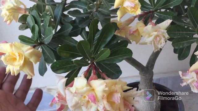 Adenium Overview ||How to Grow & Care adenium plants #adeniumcare #howtocaredesertrosr #rooftopplan смотреть онлайн