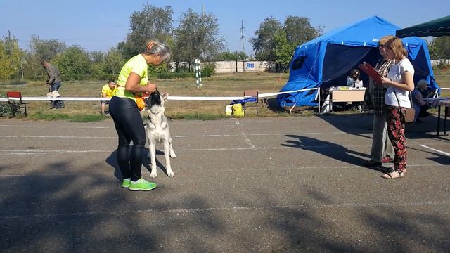 Моно вео, Оренбург, 19.08.18, Эксперт Киркицкая Г. В. смотреть онлайн