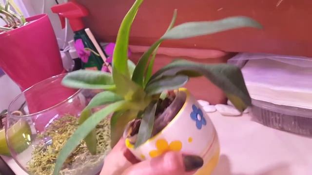 Пафиопедилумы и фрагмипедиумы смотреть онлайн