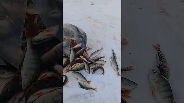 Удачный улов смотреть онлайн