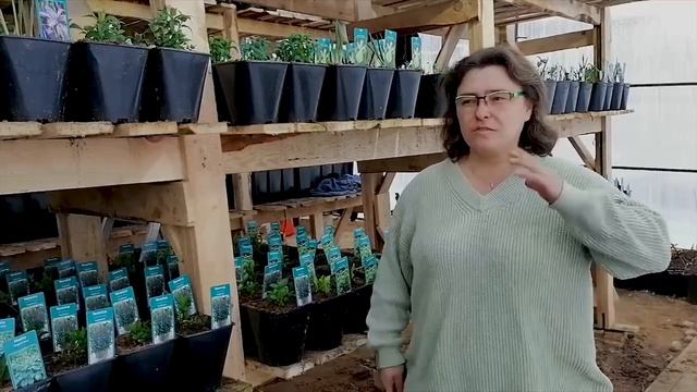 Вести с полей: мышь, ирисы, монарда смотреть онлайн