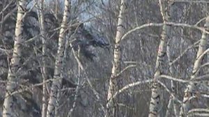Длиннохвостая неясыть в полете