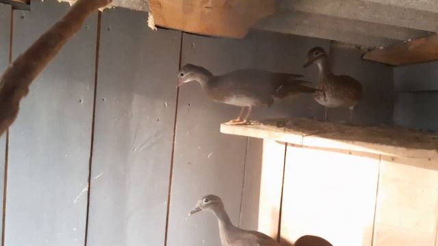 Утка Мандаринка//Утятам два месяца смотреть онлайн