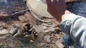 ЛОВЛЯ ЖИВЦА ПАУКОМ. МАЛЯВОЧНИЦЕЙ. #пойматьживца #ловлящуки #живец