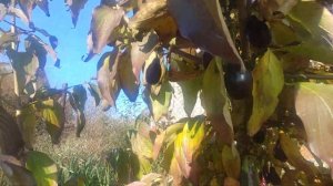 КИЗИЛ сорт ВЛАДИМИРСКИЙ, созревание в Беларуси.