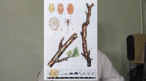 @Начинающему дачнику  Щитовка  Меры борьбы