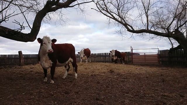 ПРОДАЁМ НЕТЕЛЕЙ ГЕРЕФОРД. Ооо Дик. Калужская область. #дикфарм смотреть онлайн