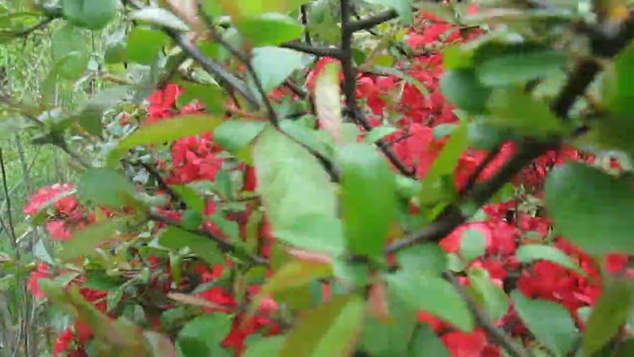 А на даче — все иначе! Небо выше, солнце ярче! смотреть онлайн