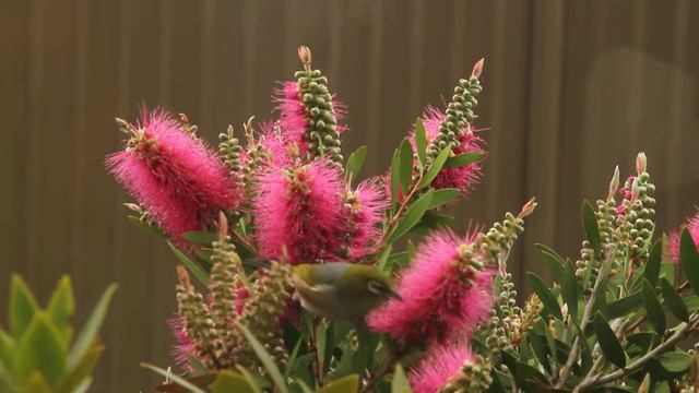 Silvereye vs Bottlebrush - 1195 смотреть онлайн