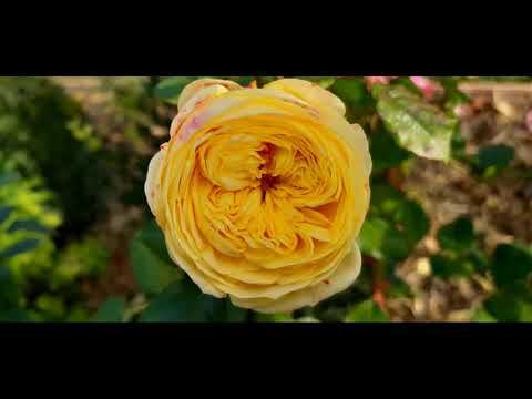 Продолжаю уборку осеннего сада смотреть онлайн