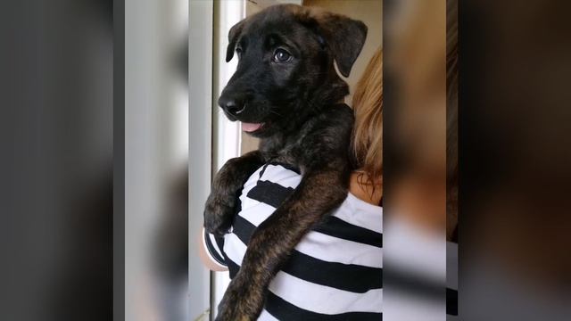 Dutch Shepherd  Herder Puppies голландская овчарка Хердер щенки