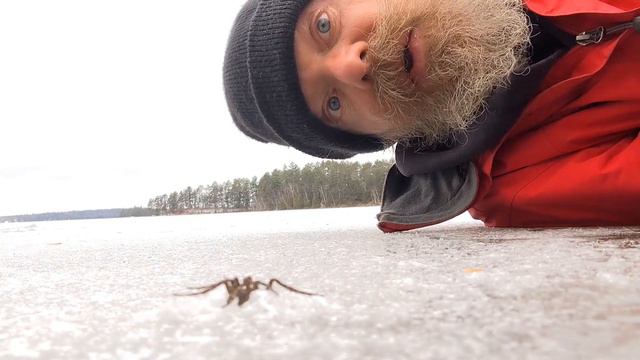 the Canadian dock spider also known as fishing spider смотреть онлайн