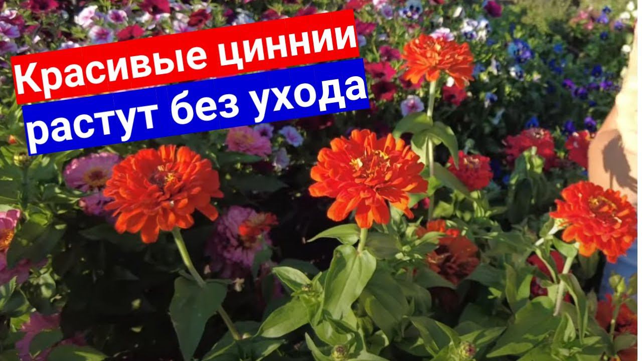 Циннии, за которыми не надо ухаживать. Описание самых красивых сортов цинии смотреть онлайн