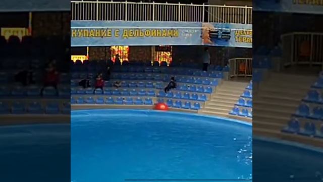 Алматинский дельфинарий "НЕМО". 14.01.2018 смотреть онлайн