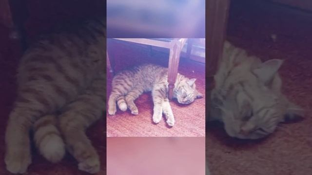 VID-20230408-WA0004.mp4 смотреть онлайн