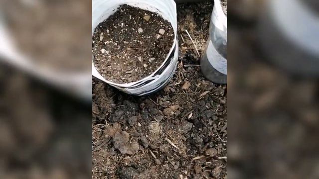 ПОСЕВ В ТЕПЛИЦЫ. смотреть онлайн