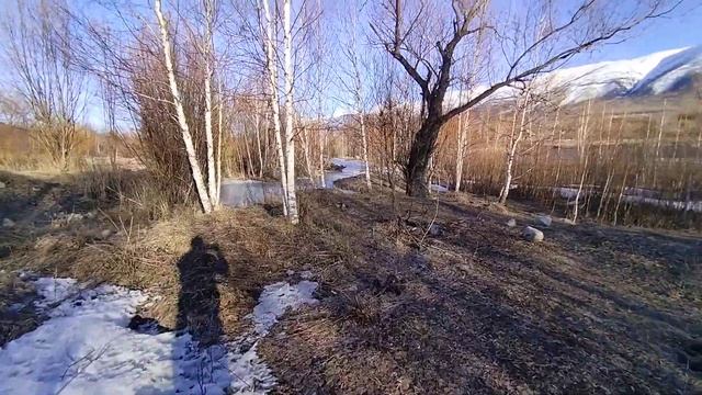 Ботаника город Риддер, 1 апреля 2023г смотреть онлайн