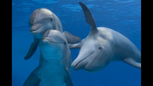 Что такое человек смотреть онлайн