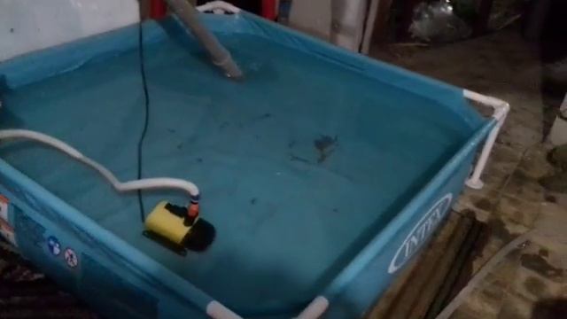 Инкубацыя осетровых узв. смотреть онлайн