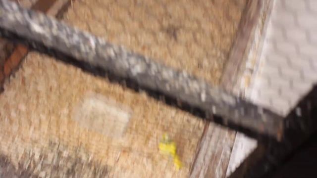 WELCOME TO SNS BRITISH FINCHES CANARYS MULES HYBRIDS смотреть онлайн