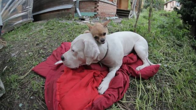 +18 По-собачьи | Dog Style смотреть онлайн